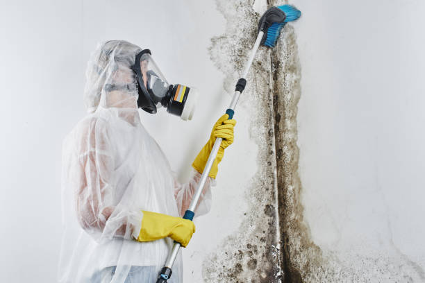 Best DIY Mold Remediation Support Services in Midfield, AL